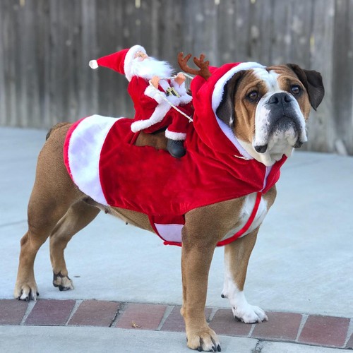 Dog christmas clothes - christmas, santa